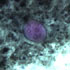 Entamoeba