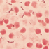 Streptococcus pyogenes