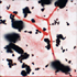 Penicillium