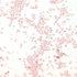 Haemophilus influenzae type b