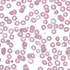 Plasmodium falciparum