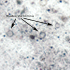 Blastocystis hominis