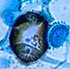 Aspergillus fumigatus