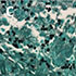 Chrysosporium