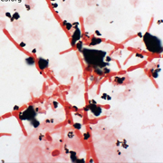 Penicillium