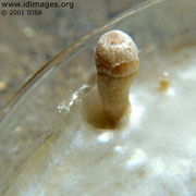 Schizophyllum