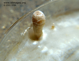 Figure 1.  Schizophyllum on culture plate.