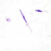 Leishmania