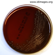 Bacteroides