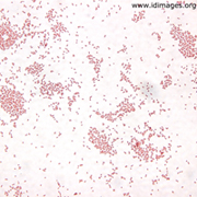 Bordetella