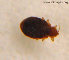 Figure 1.  <i>Cimex lectularius linnaeus</i> (bedbug), engorged (5 mm in length).