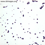 Enterococcus