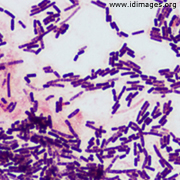 Bacillus